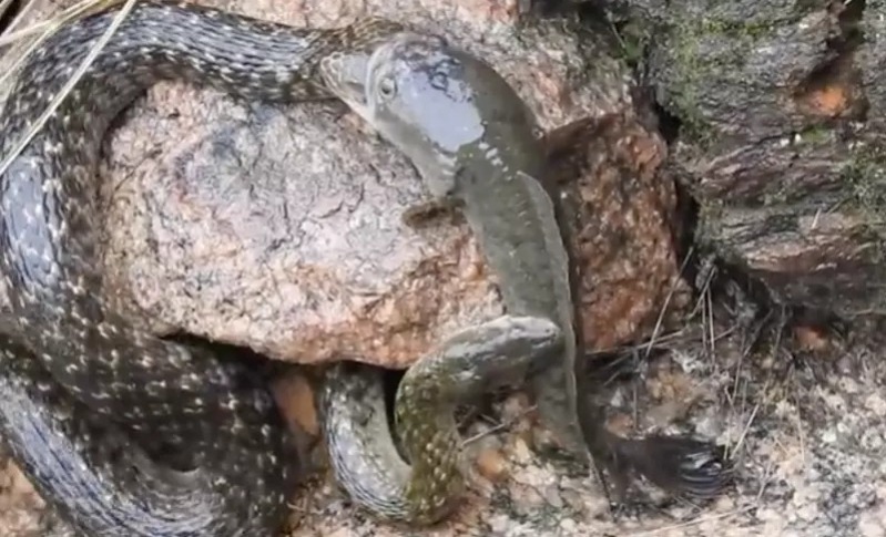 Vídeo: Peixe exótico tenta almoçar cobra e acaba sendo surpreendido por um novo ataque