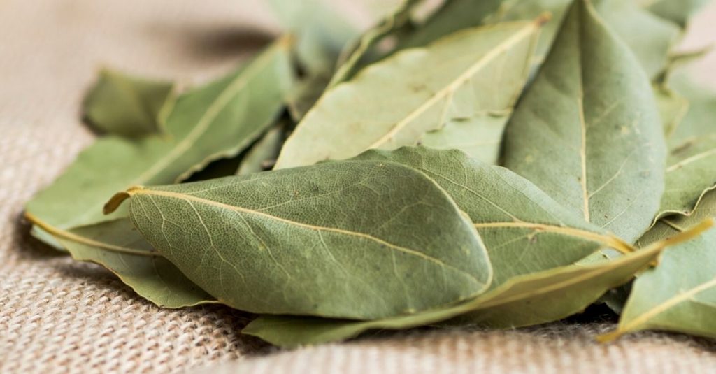 Planta aromática para atrair prosperidade, equilíbrio e abundância financeira