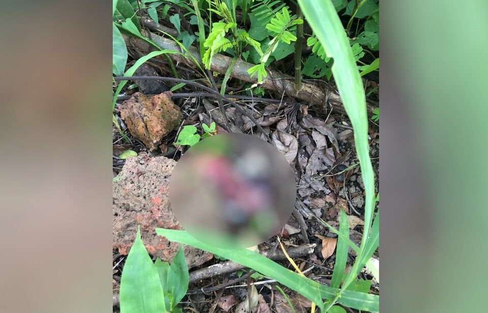 Polícia Civil quer identificar responsáveis por abandonar feto com placenta em lote baldio