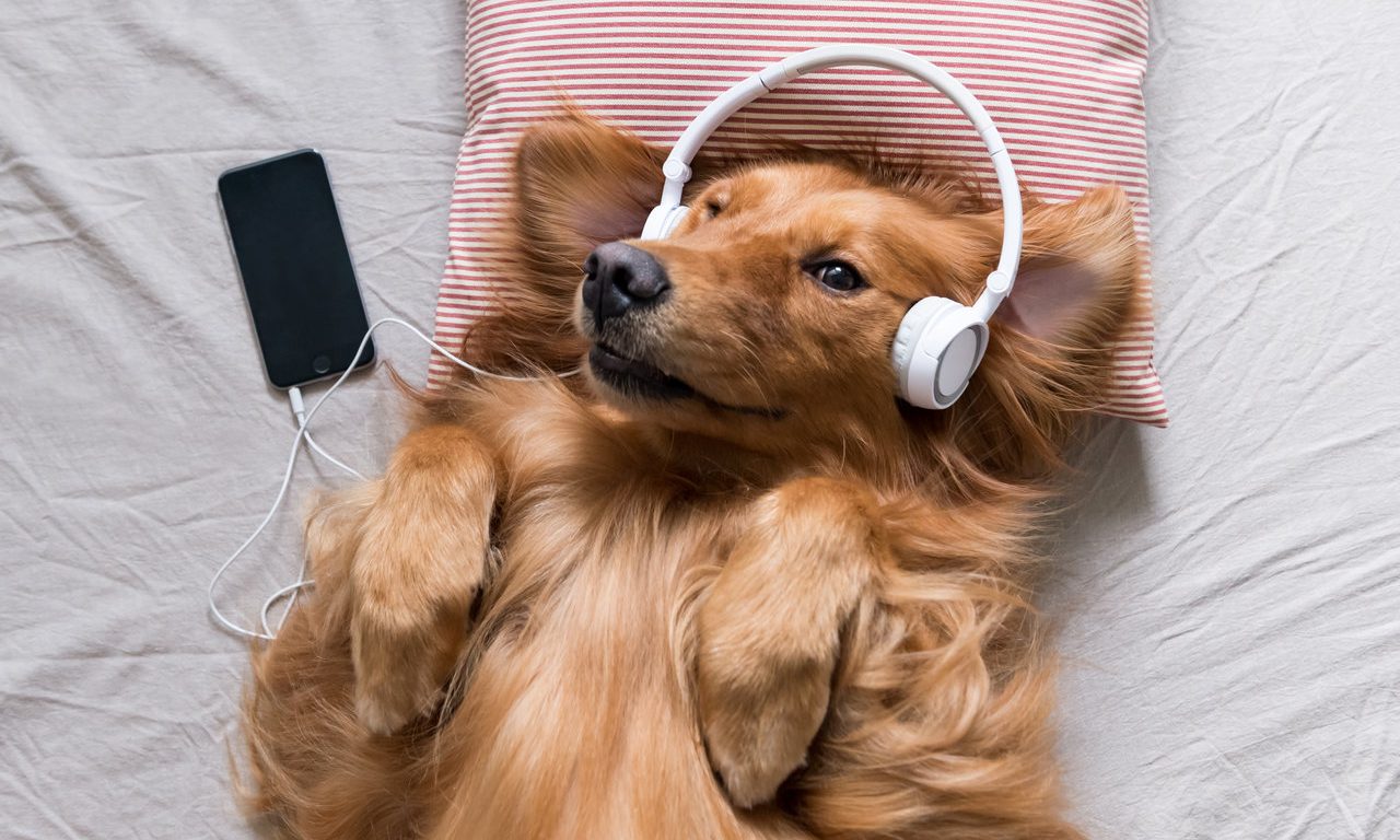 músicas que cachorros gostam de ouvir