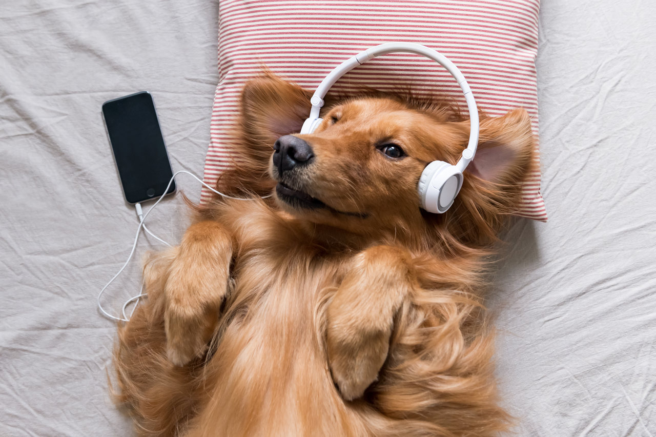 músicas que cachorros gostam de ouvir