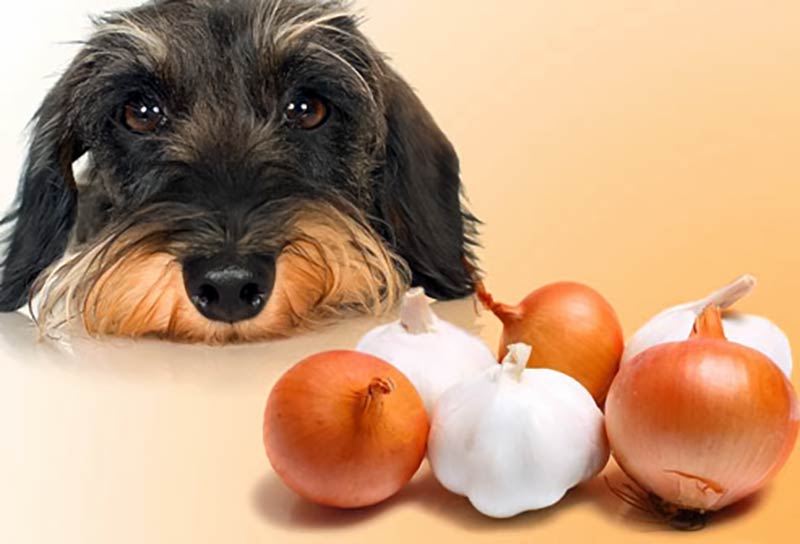 6 alimentos encontrados em casa que você jamais deve deixar o seu cachorro comer