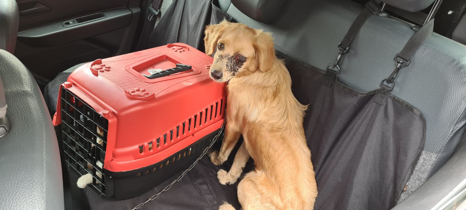 Cachorro resgatado por delegacia por maus-tratos em Goiânia. (Foto: Divulgação/PC)