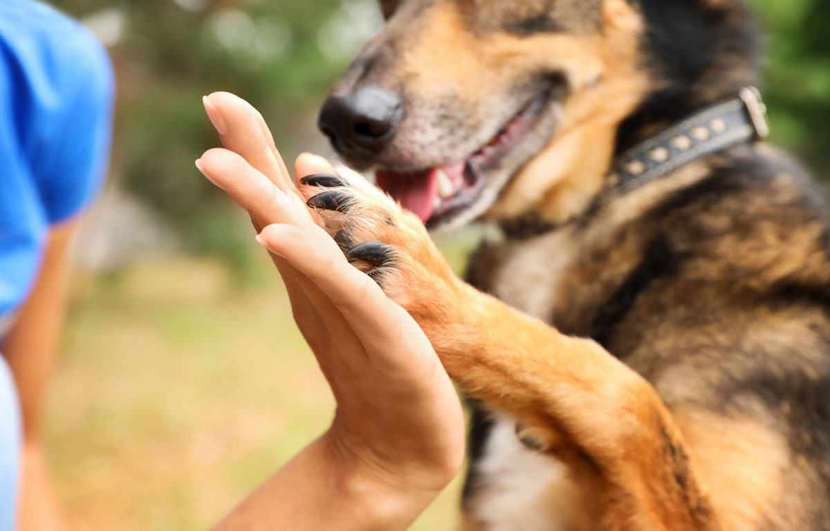 Quer ensinar o seu cachorro a dar a pata? Aprenda 4 truques que podem te ajudar