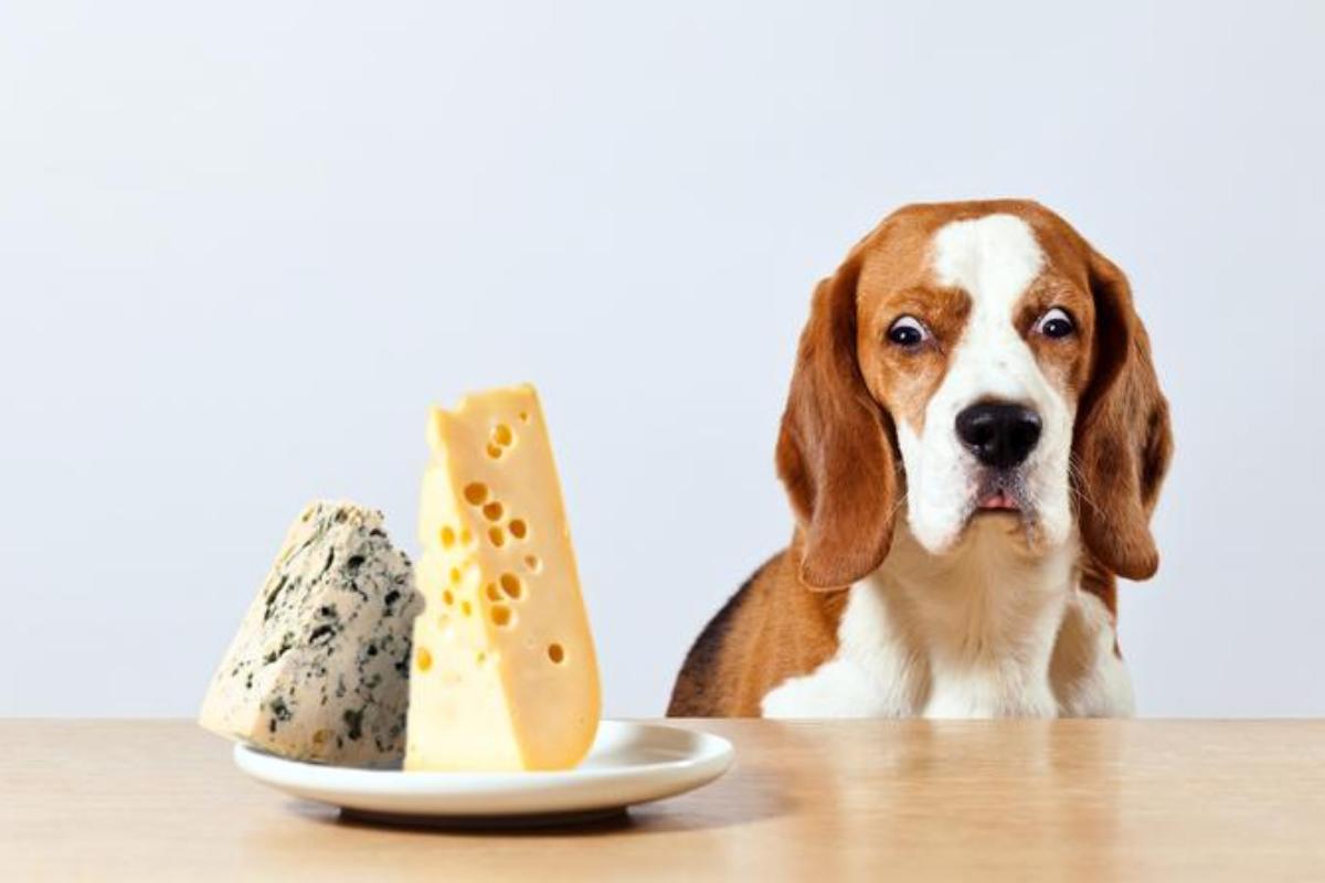 alimentos encontrados em casa que você jamais deve deixar o seu cachorro comer