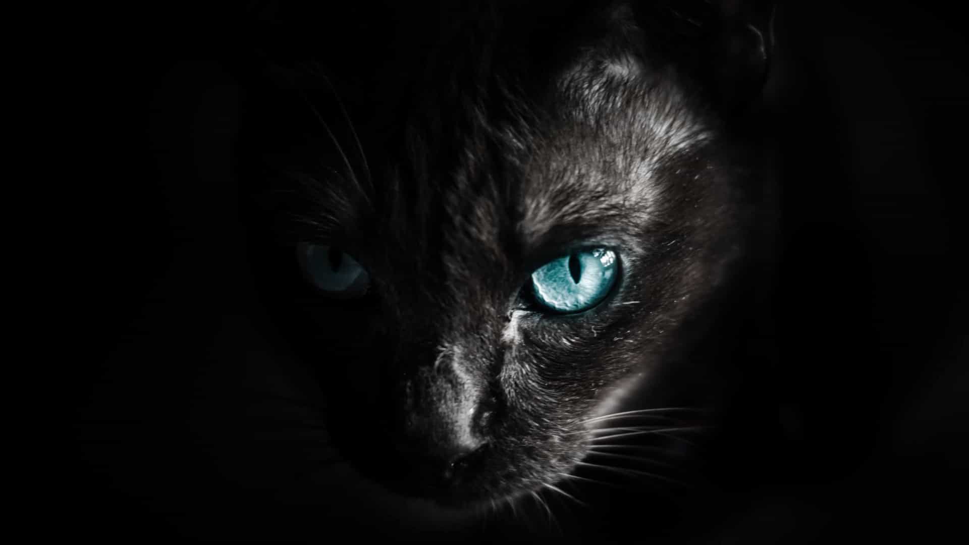 5 sinais de que seu gato de estimação pode ser um psicopata