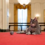 2022-01-28t104015z-811619850-rc2a8s9f37kq-rtrmadp-3-usa-biden-cat
