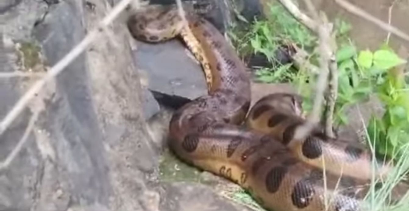 Cobra que mama em gente, anaconda no CE, salamanta mortal: o que é mito ou  realidade sobre serpentes - Ceará - Diário do Nordeste