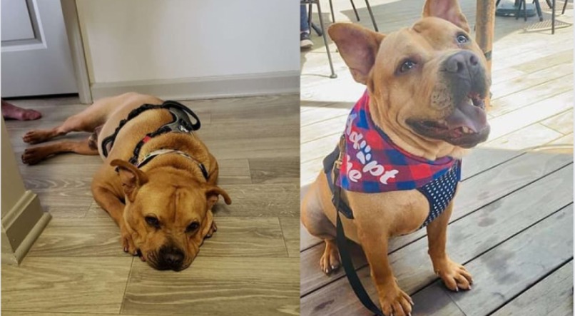 Após se arrumar para conhecer o dono e ninguém aparecer, cachorrinho fica inconsolável e imagem viraliza