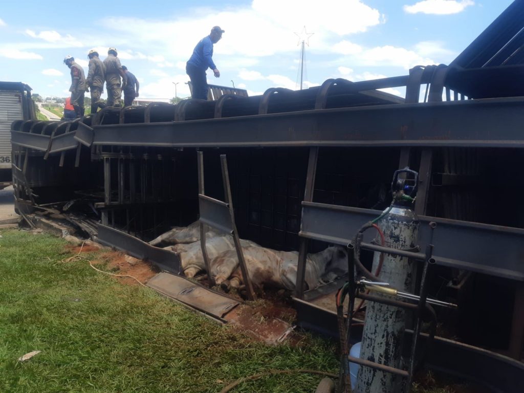 bombeiros vacas 2