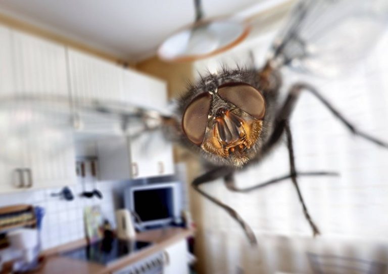 3 truques certeiros para manter de vez as moscas longe da sua cozinha