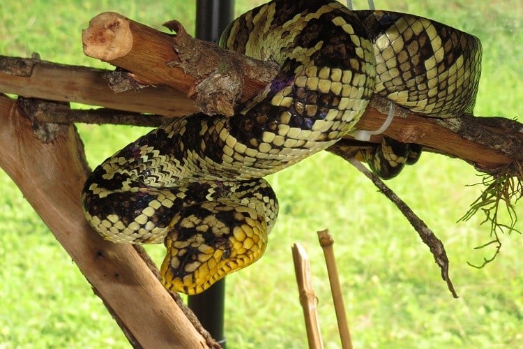 Cobra raríssima é encontrada em expedição no Cerrado