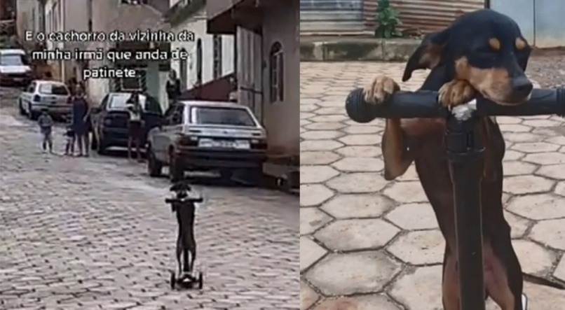 Pinscher é flagrado andando de patinete e vídeo incrível viraliza; veja