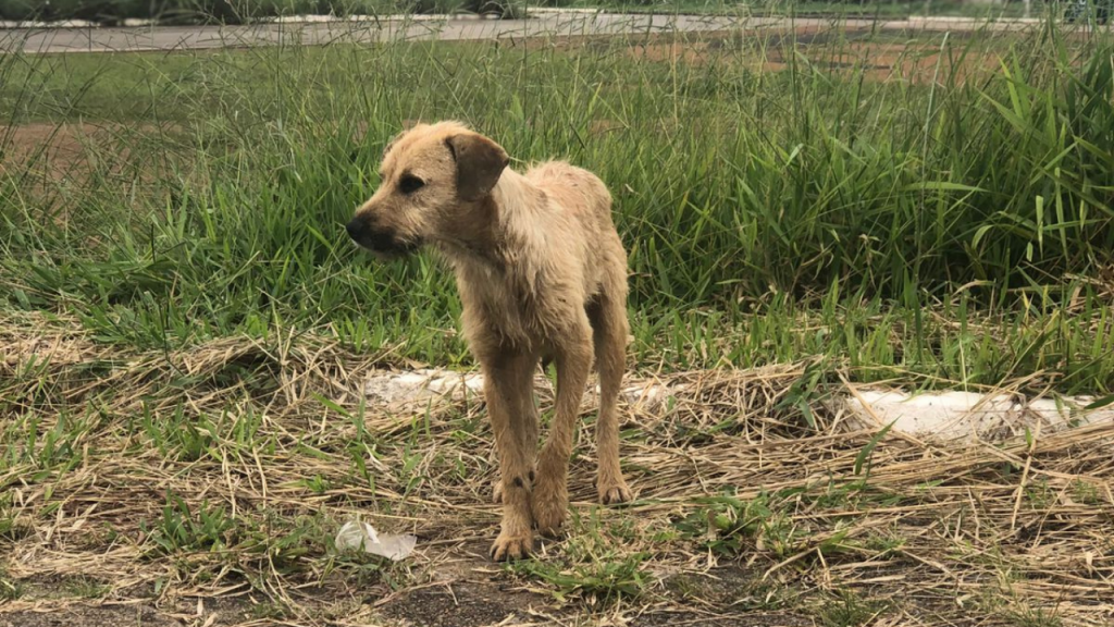 Polícia Civil lança cartilha para orientar goianos sobre combate aos maus-tratos de animais