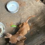 cachorros abandonados 1