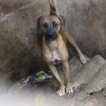 cachorros abandonados 2