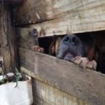 cachorros abandonados 4