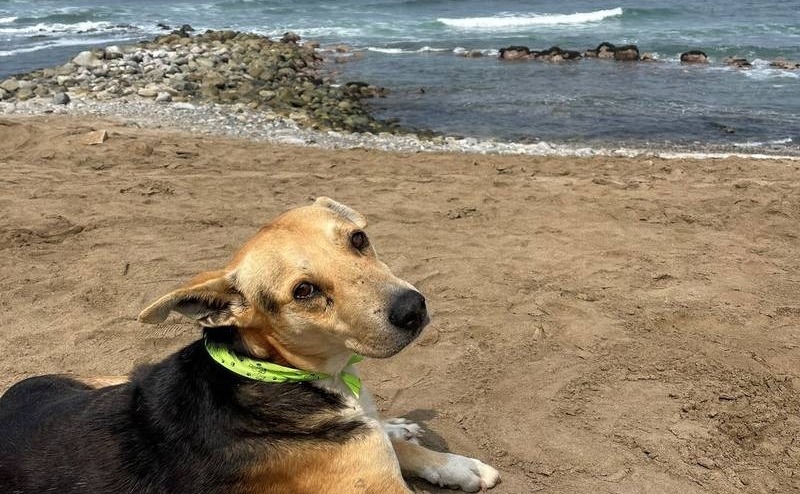 É de partir o coração a história de cachorro que vai todo dia para praia esperar dono pescador que morreu