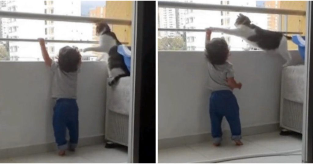 Se torna viral o vídeo que mostra gato impedindo bebê de escalar grade da varanda do apartamento