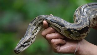 6 coisas que todo mundo deveria saber sobre as cobras