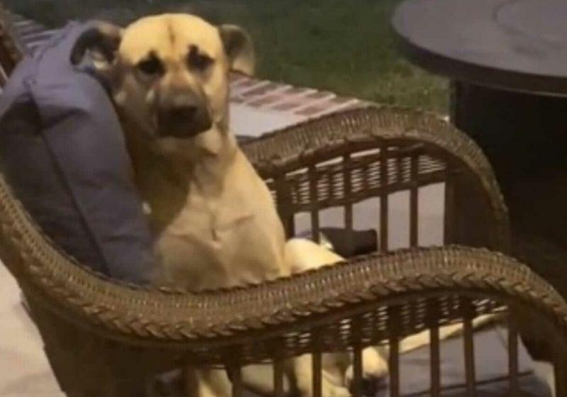 Cãozinho caramelo decide tirar descanso na varanda de uma casa e acaba ‘ganhando na loteria’