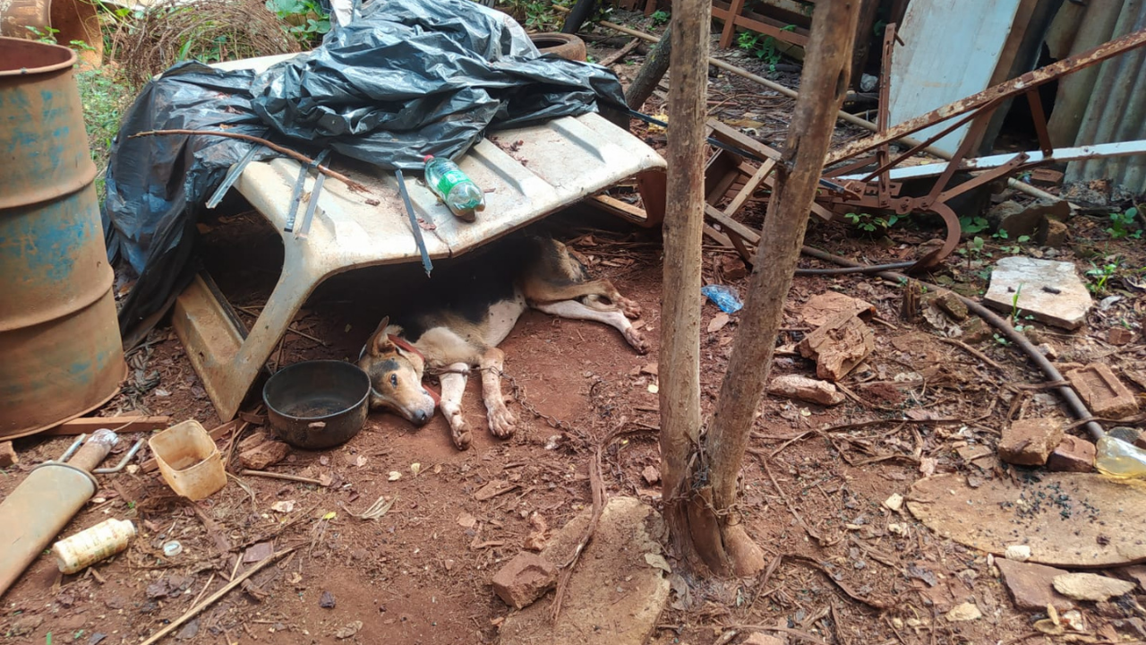 Dezenas de animais são encontrados abandonados em chácara próxima à GO-070