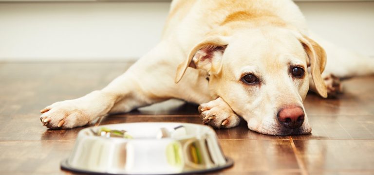 6 frutas que os cachorrinhos não podem comer e os donos devem ficar alerta