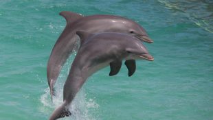 6 animais fofos que parecem inofensivos, mas são muito perigosos