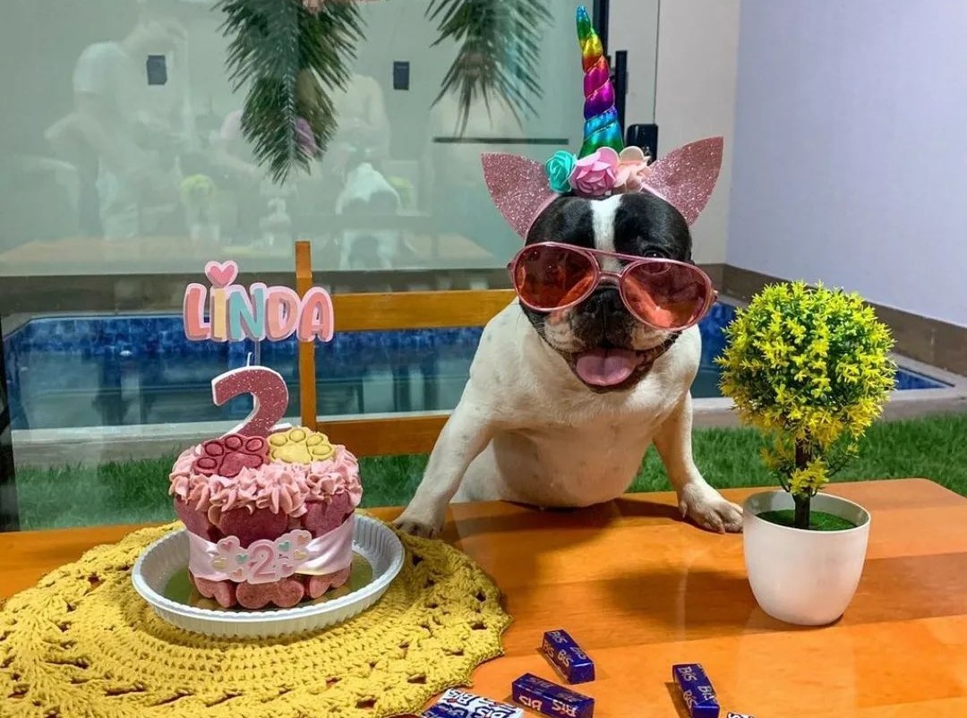 Aniversário pet: como fazer bolo para cachorro