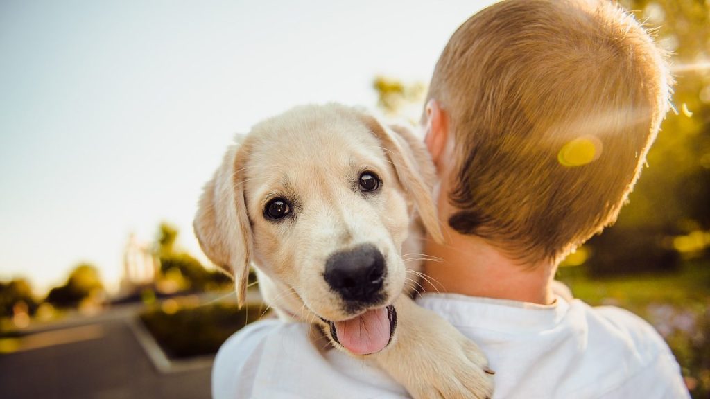 Separação de “pais de pets” vira problemão para a advocacia goiana