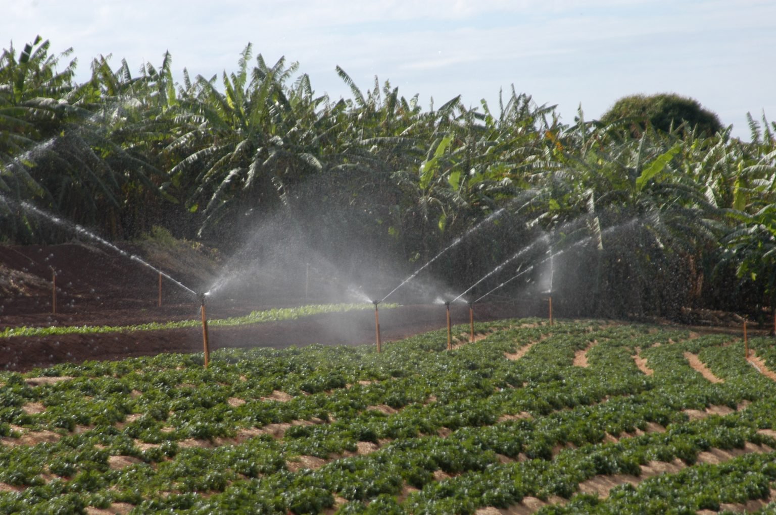 Produtores rurais de Anápolis temem falta d’água sem projeto para sistemas de irrigação