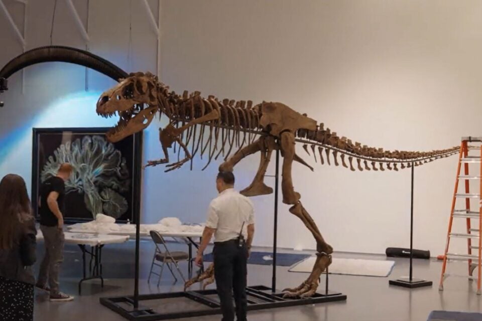 Fóssil de dino que mordia mais forte que o T. rex é leiloado por R$ 30 milhões