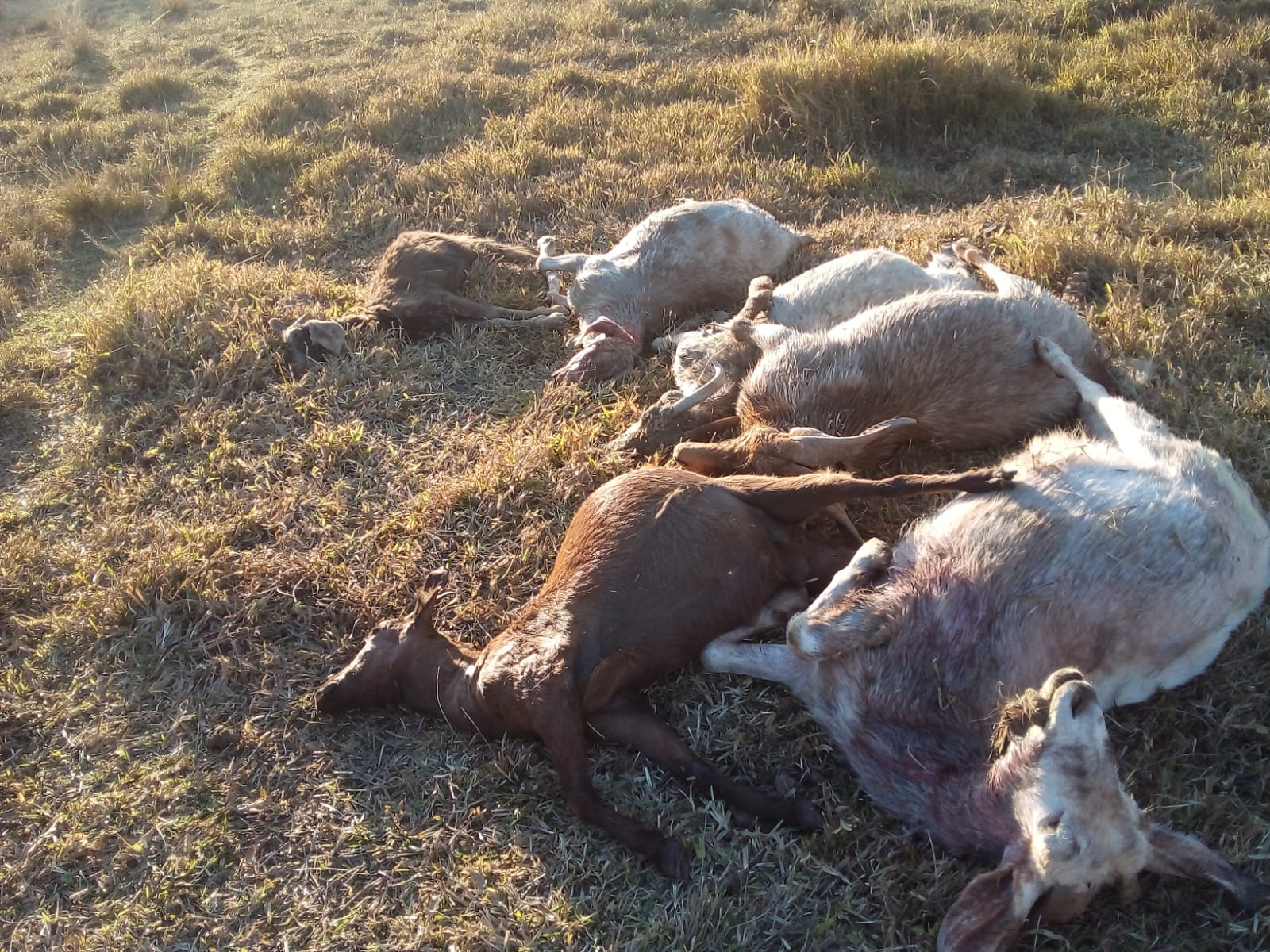 Cães invadem fazenda, matam dezenas de cabras e deixam quase 40 feridas