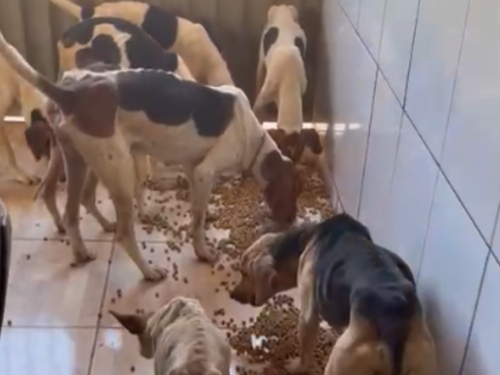 Homem é suspeito de deixar cachorros passando fome para que eles pudessem caçar, em Goiás