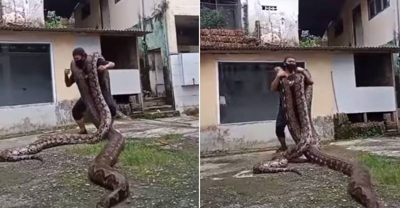 Vídeo mostra cobra caninana perseguindo para atacar – Metro World