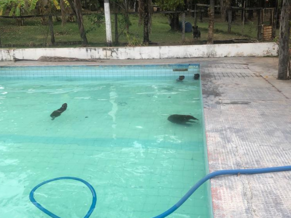 Calorão de Goiás ‘obriga’ capivaras a procurarem piscina; veja o vídeo