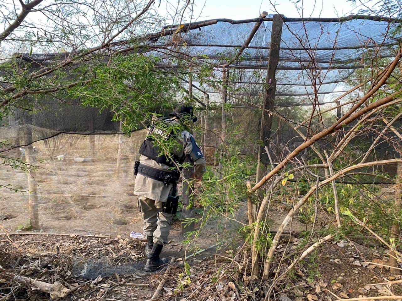 Polícia Militar encontra verdadeira floresta de maconha em Goiás e vídeo impressiona