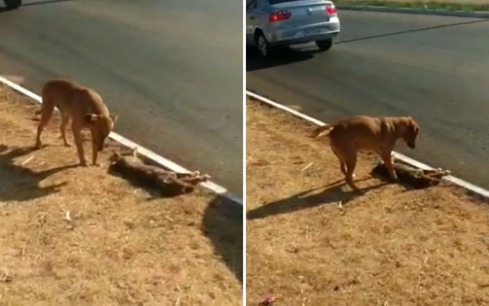 Cachorro fica ao lado de cadela atropelada e tenta “reanimá-la” em Goiânia; veja