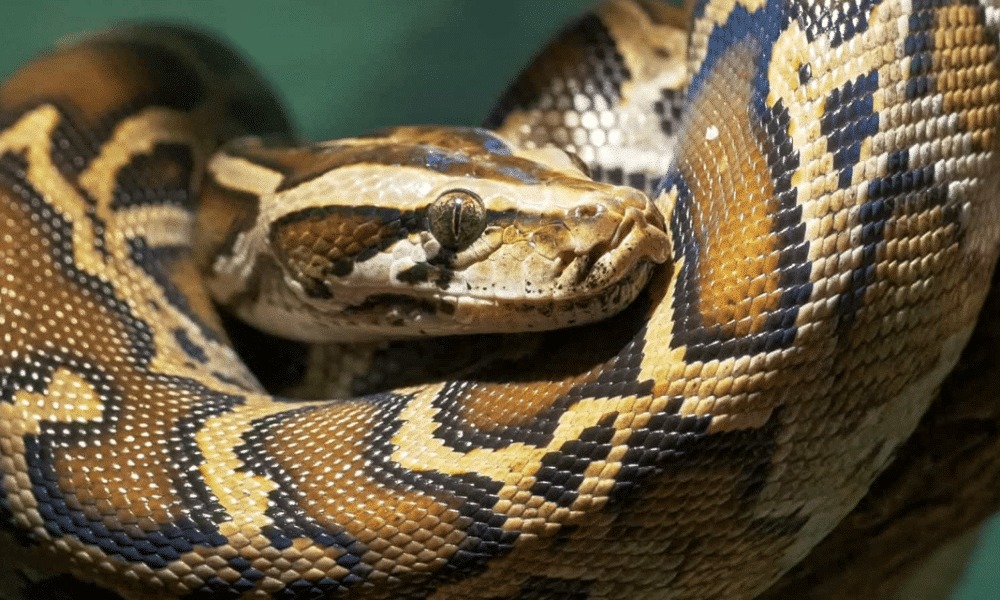 Esqueleto gigante de cobra encontrado no Google Maps gera polêmica sobre  serpente pré-histórica - AmargosaNews