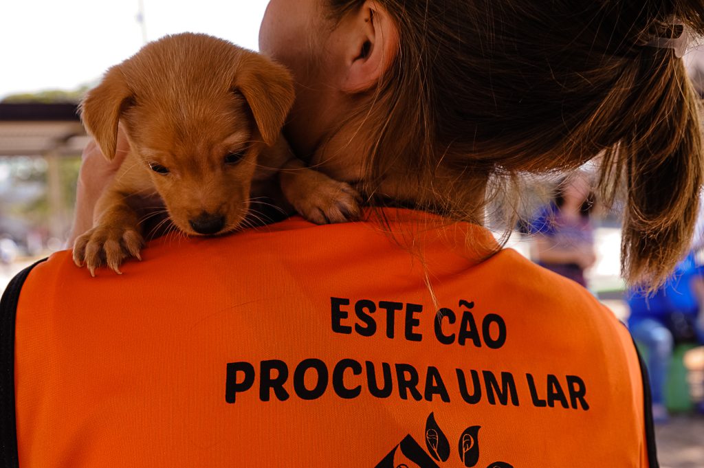 Projeto dá desconto no IPTU a quem adotar animais abandonados em Goiânia