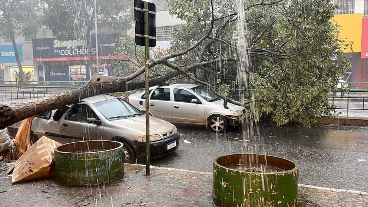 Imagem mostra árvore caída sobre dois carros na Avenida Anhanguera. (Foto: Reprodução)