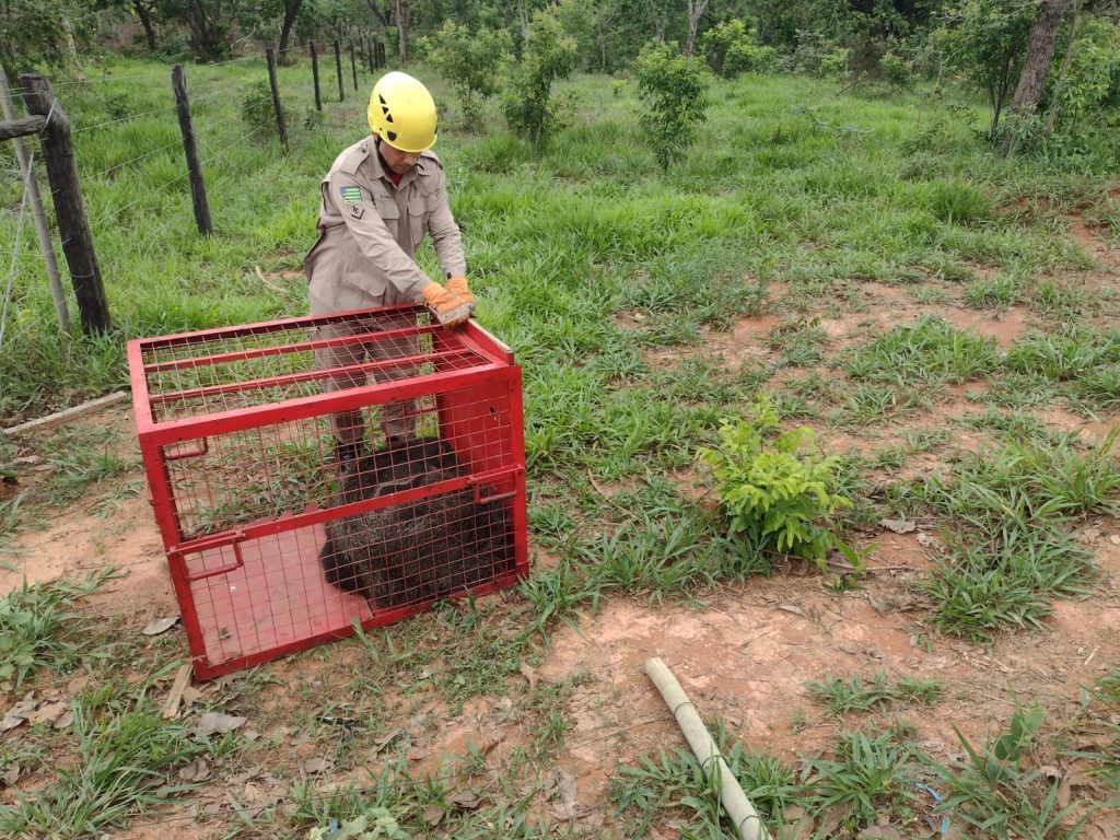 Animal ameaçado de extinção é encontrado dentro de uma oficina mecânica em Goiás