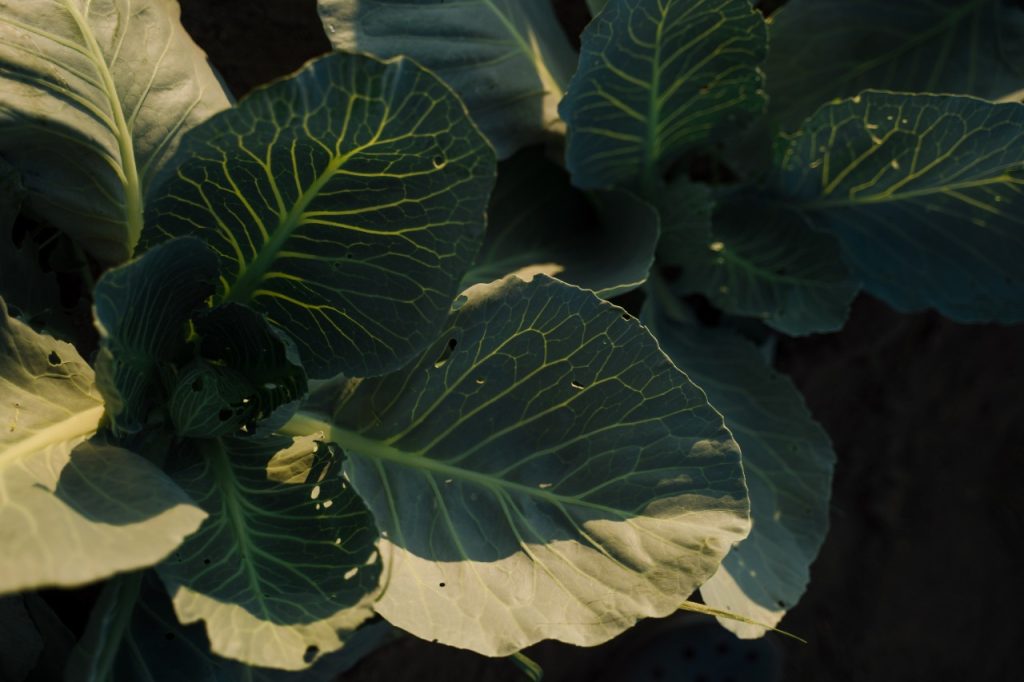 Conheça o vegetal que é poderoso na diminuição do inchaço e faz bem para saúde