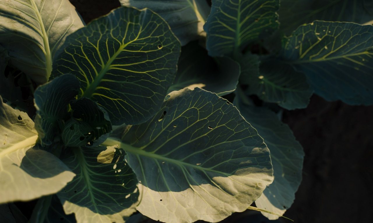 Conheça o vegetal que é poderoso na diminuição do inchaço e faz bem para saúde