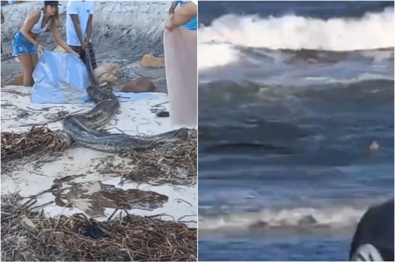 Turistas ficam assustados com o tamanho da cobra que apareceu na praia; vídeo mostra a reação