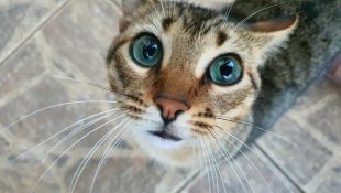 Veterinário lista os benefícios que ter um gato traz para a vida das pessoas