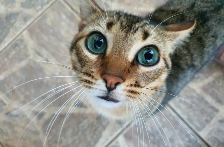 Veterinário lista os benefícios que ter um gato traz para a vida das pessoas