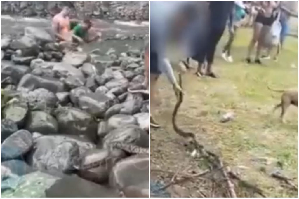 Vídeo mostra o que aconteceu com jovem que impediu a morte de cobra venenosa