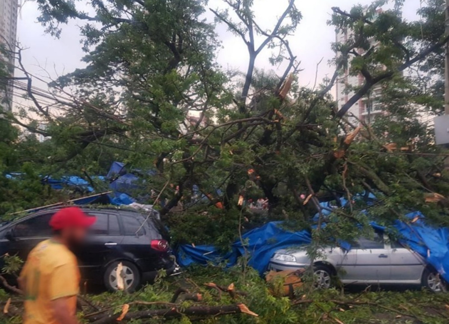 Imagens mostram a dimensão da tragédia causada por queda de árvore gigante em Goiânia