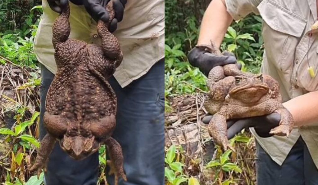 Definido o que vai acontecer com o sapo gigante que foi encontrado em trilha de parque